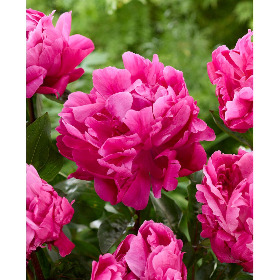 Pion-Paeonia Red Sarah Bernhardt 1-pack